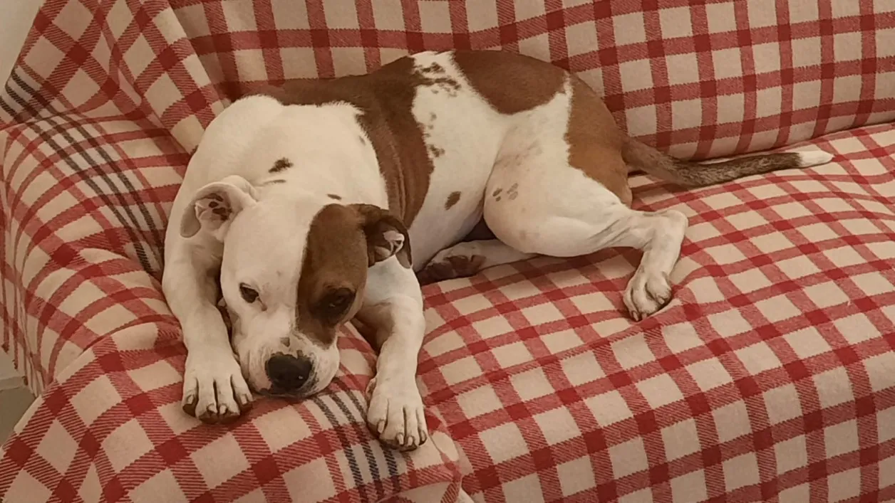 À l'adoption : Loki Cn