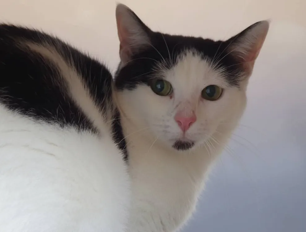 À l'adoption : Mante Cha