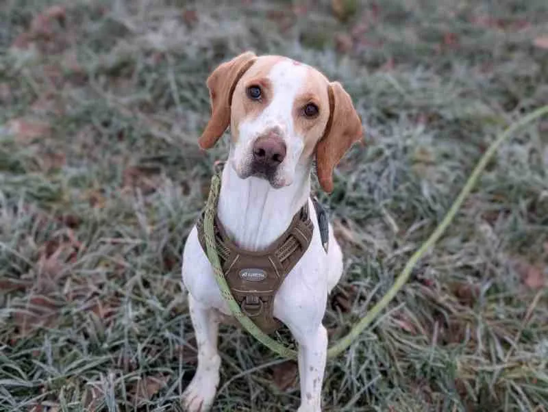 À l'adoption : Homer Vaa