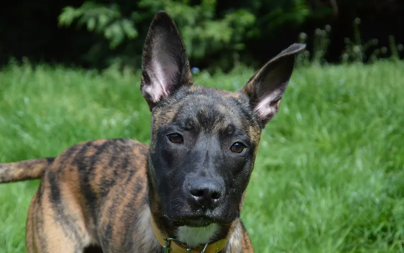 À l'adoption : Lesko Chao