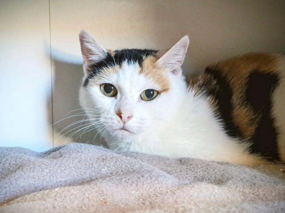 À l'adoption : Calie