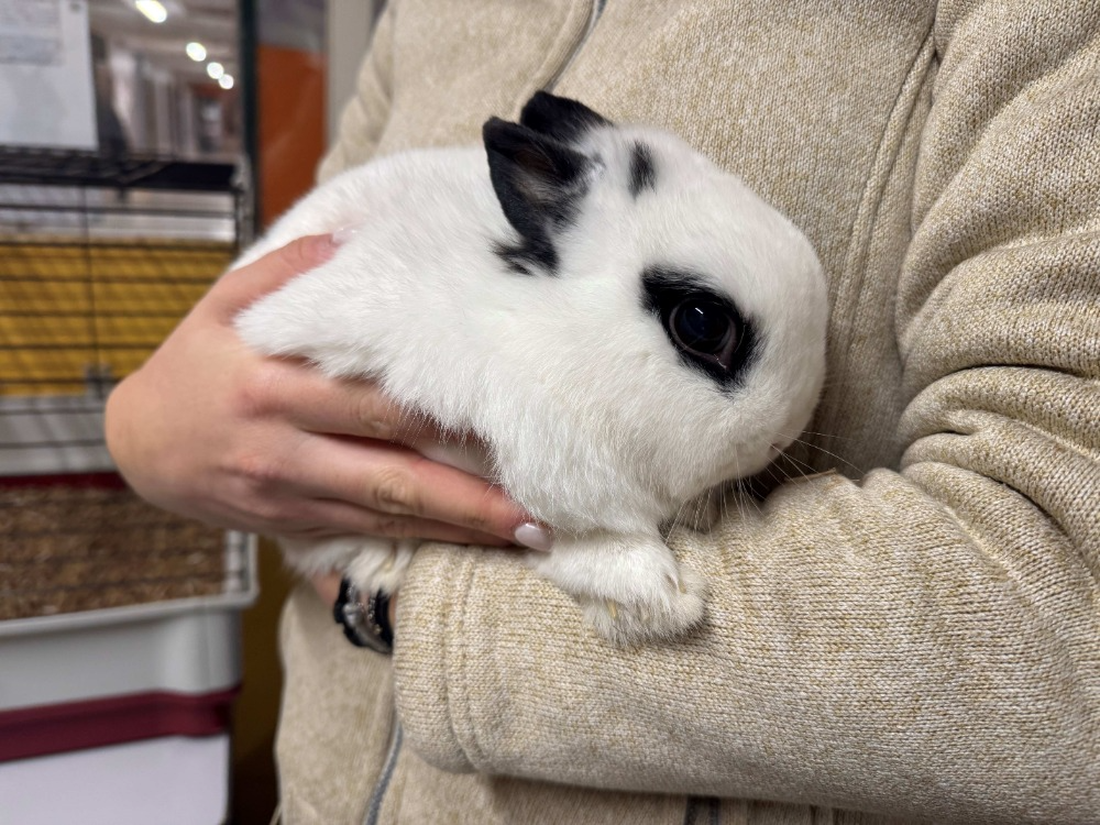 À l'adoption : Bambi Ad935