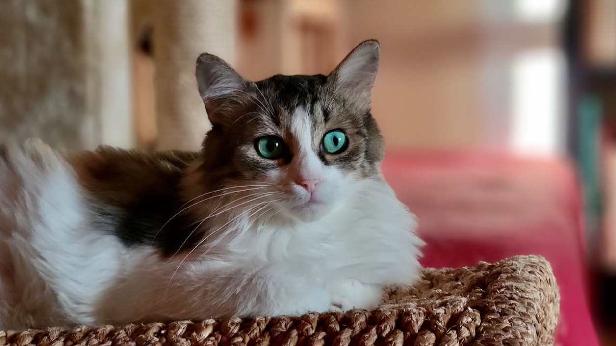 BINGA
