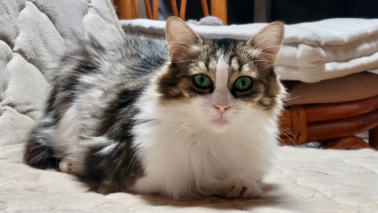 BINGA