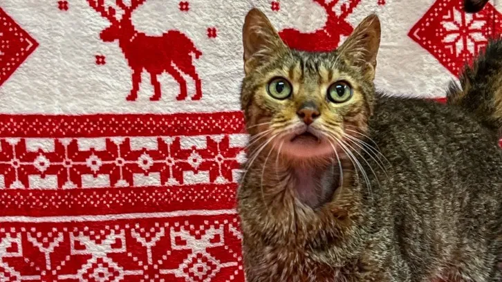 À l'adoption : Spike