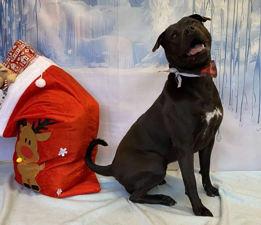 À l'adoption : Lola