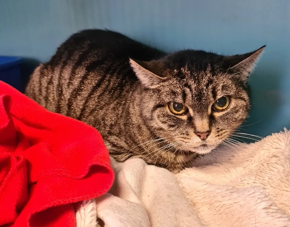 À l'adoption : Poussy