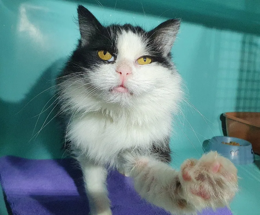 À l'adoption : Meg Cha