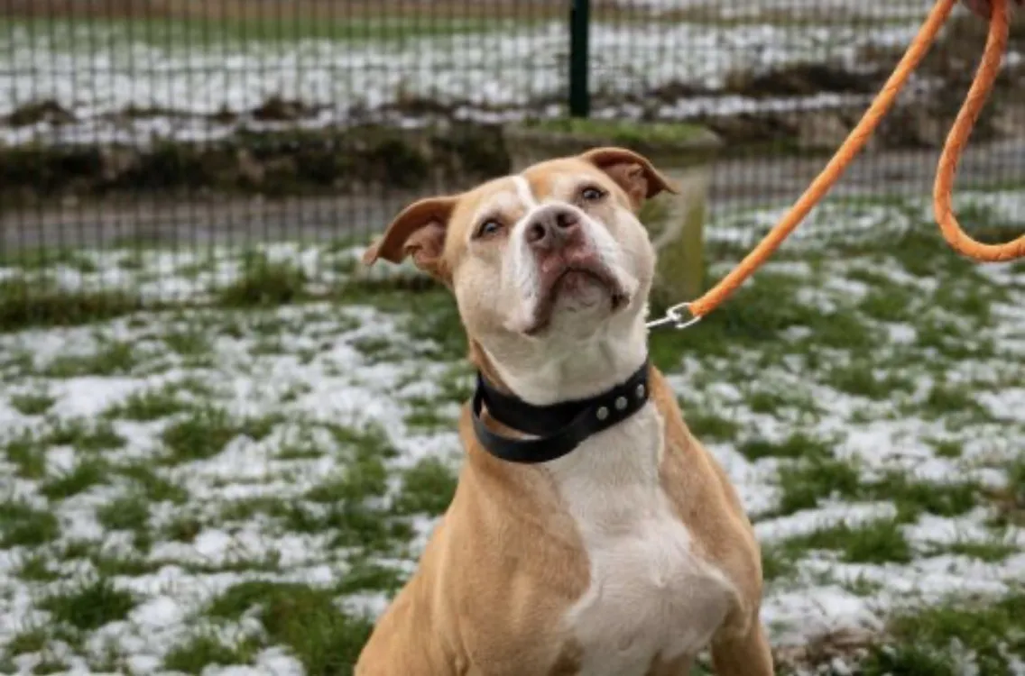 À l'adoption : Caramel