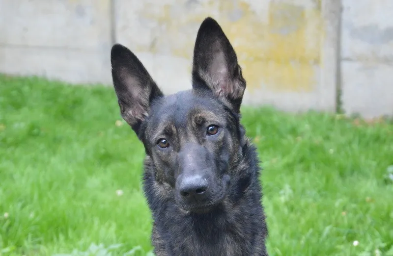 À l'adoption : Onysia Chao