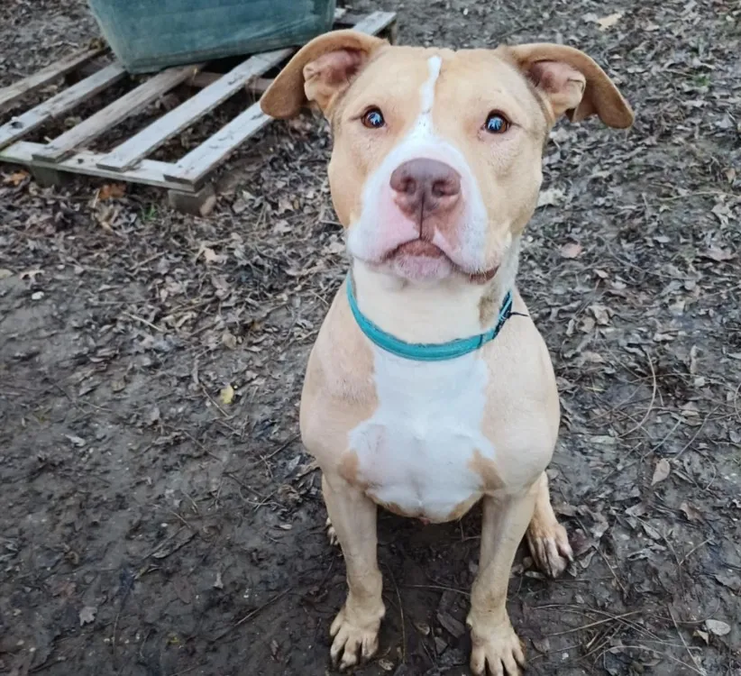 À l'adoption : Kenzo