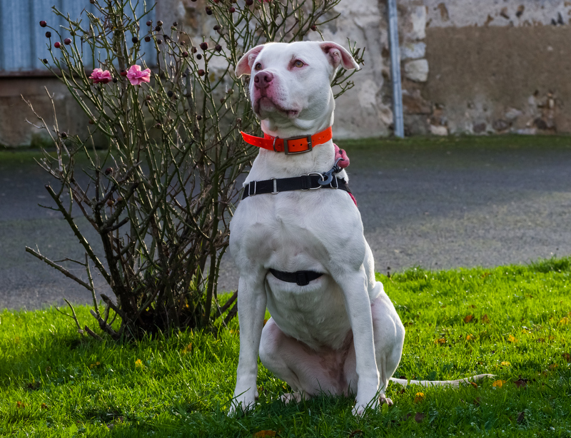 PERDITA