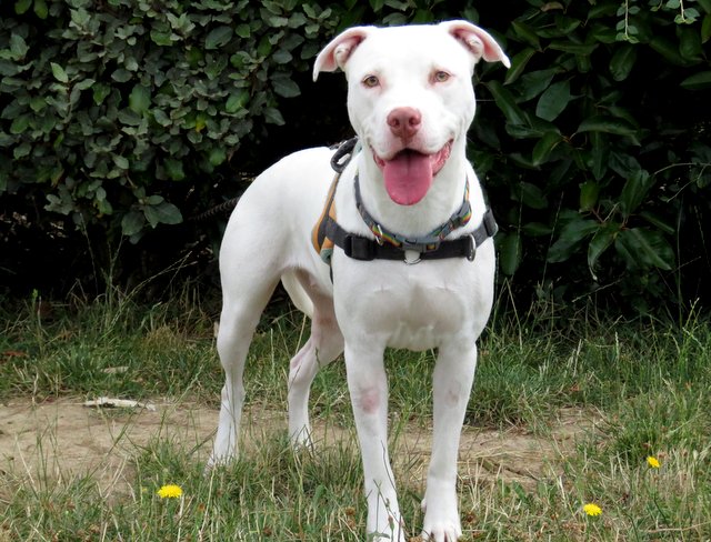 PERDITA