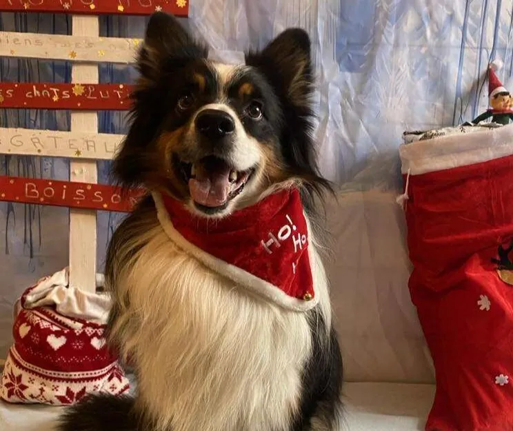 À l'adoption : Helios