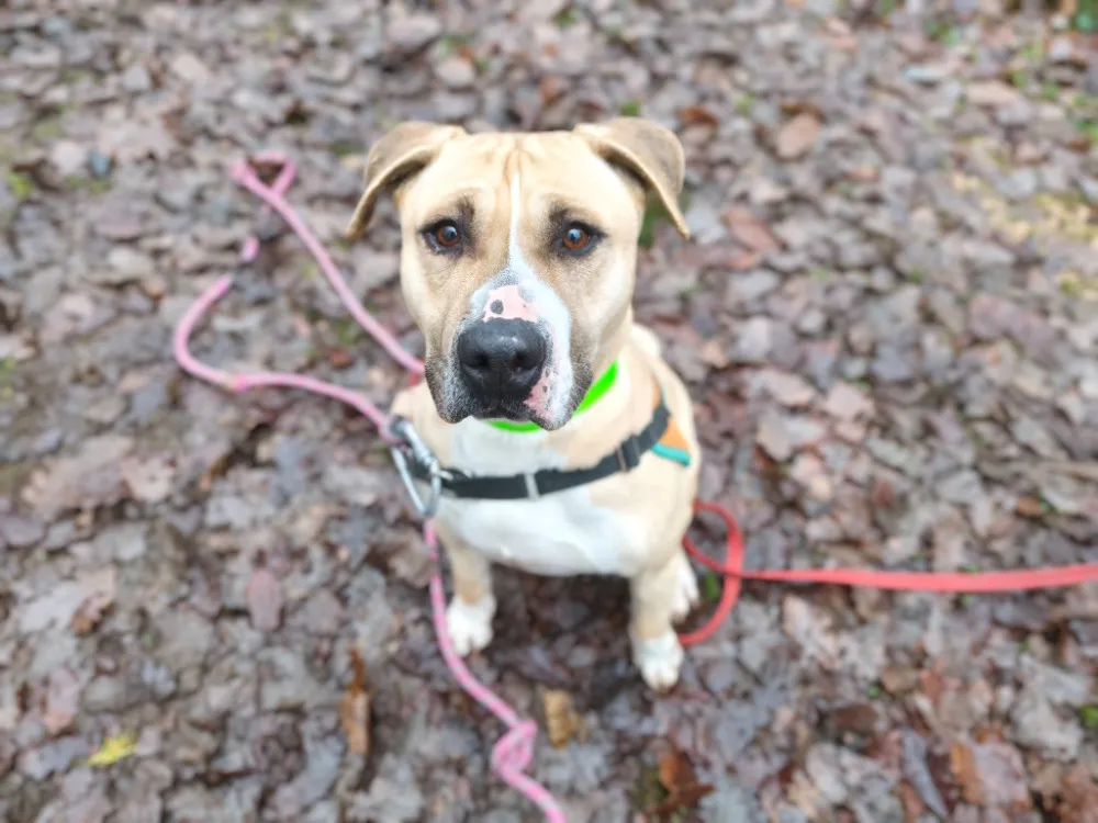 À l'adoption : Cosmos