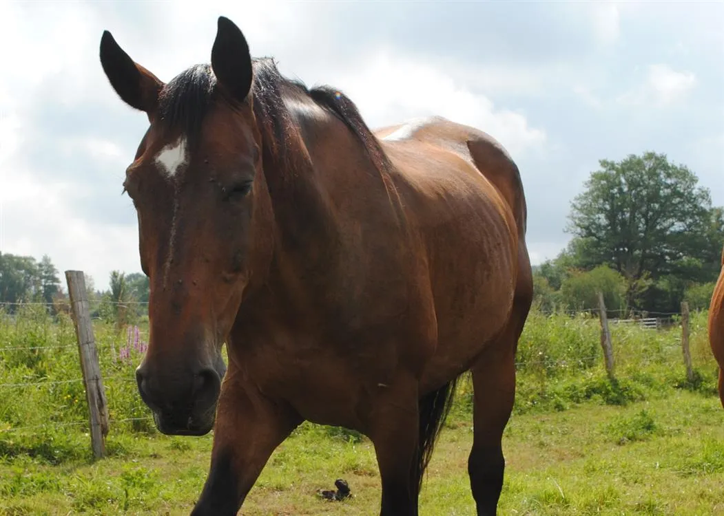 À l'adoption : Voltaire