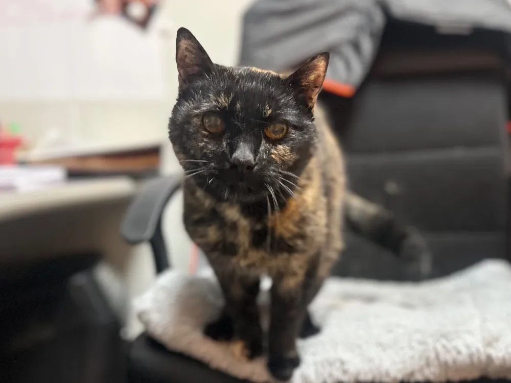 À l'adoption : Chocolate