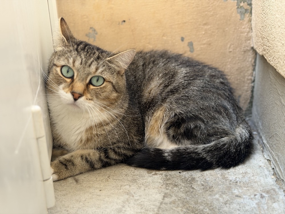Tora