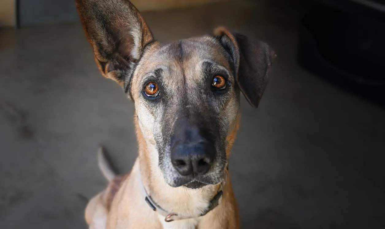 À l'adoption : Osis