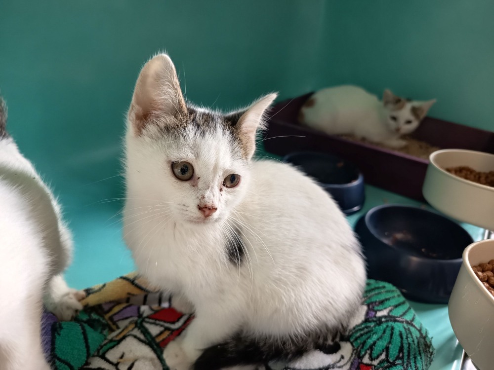 Adopter VOLANTIS C, Chat - La SPA - Refuge de Vaux-Le-Penil