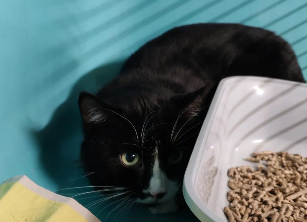 À l'adoption : Felix