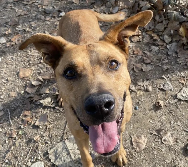 À l'adoption : Lyon