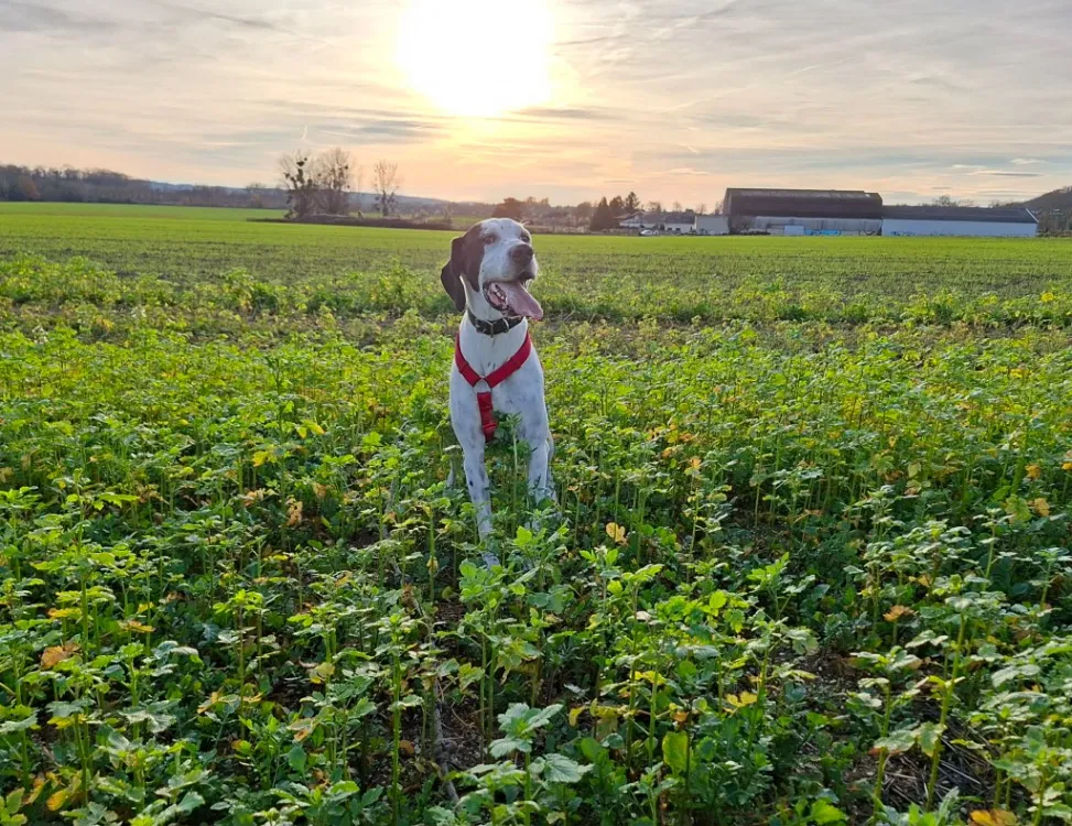 À l'adoption : Tania