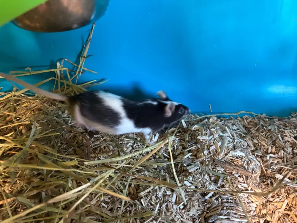 À l'adoption : Totoro