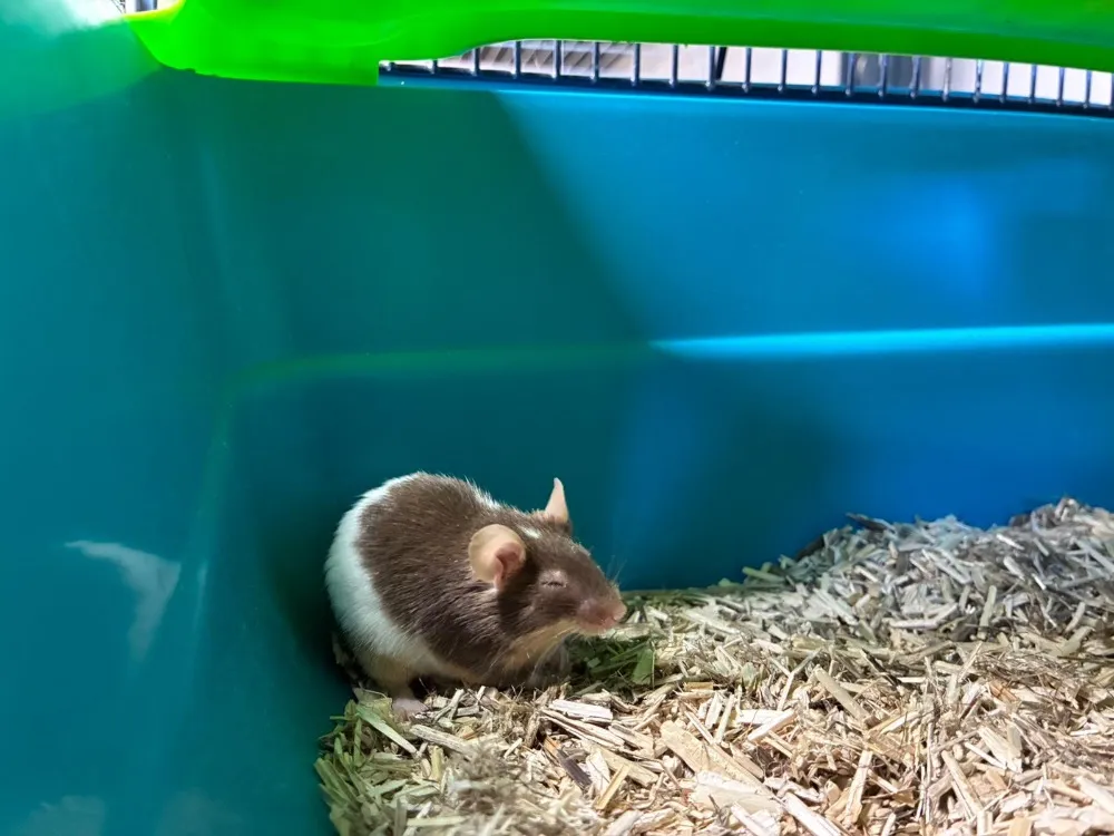 À l'adoption : Totem