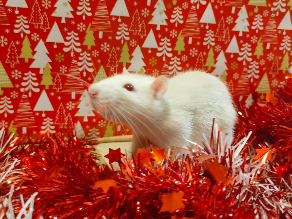 À l'adoption : Hulk