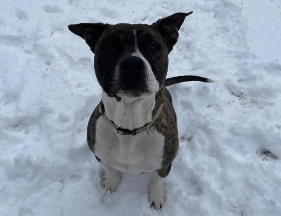 À l'adoption : Appollo