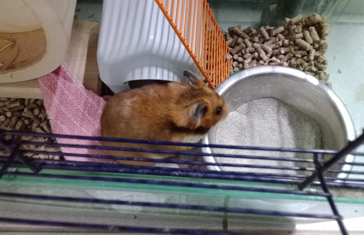 À l'adoption : Zara