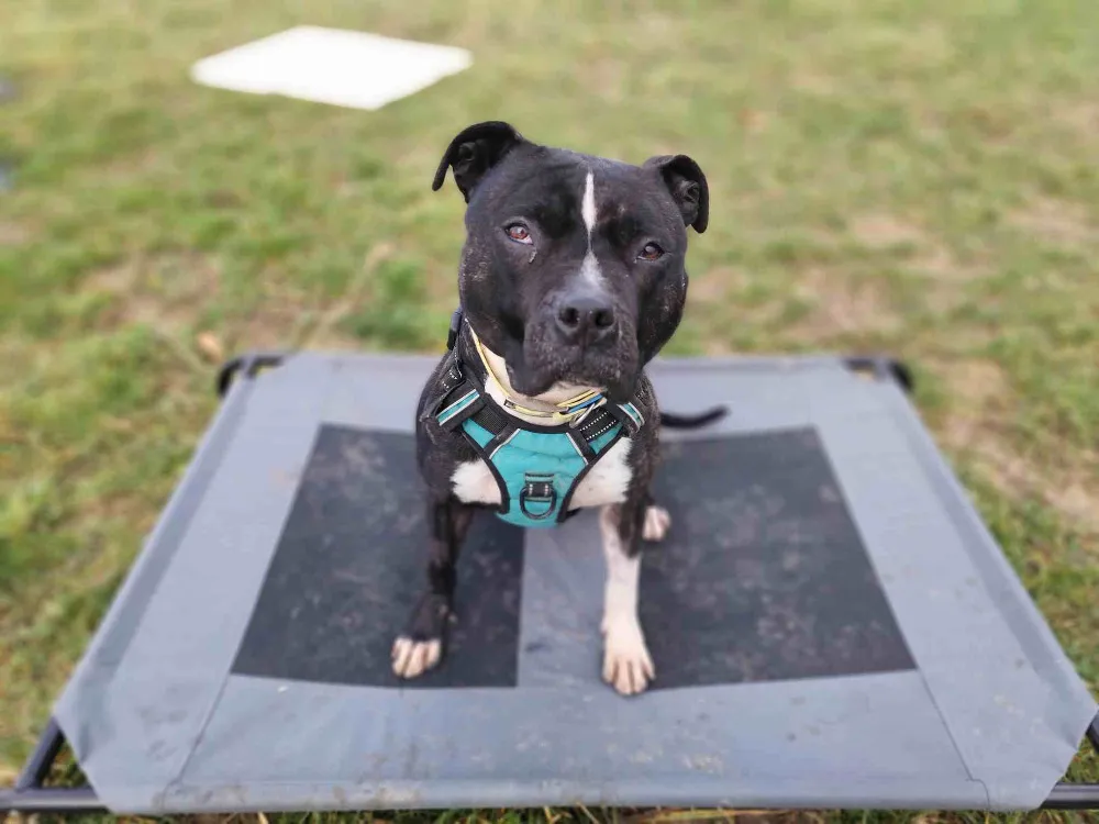 À l'adoption : Athena Vaa