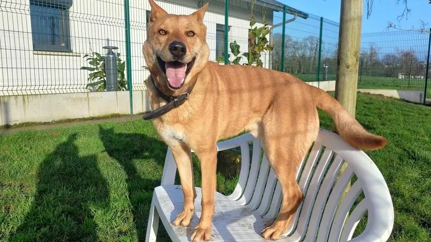 À l'adoption : James