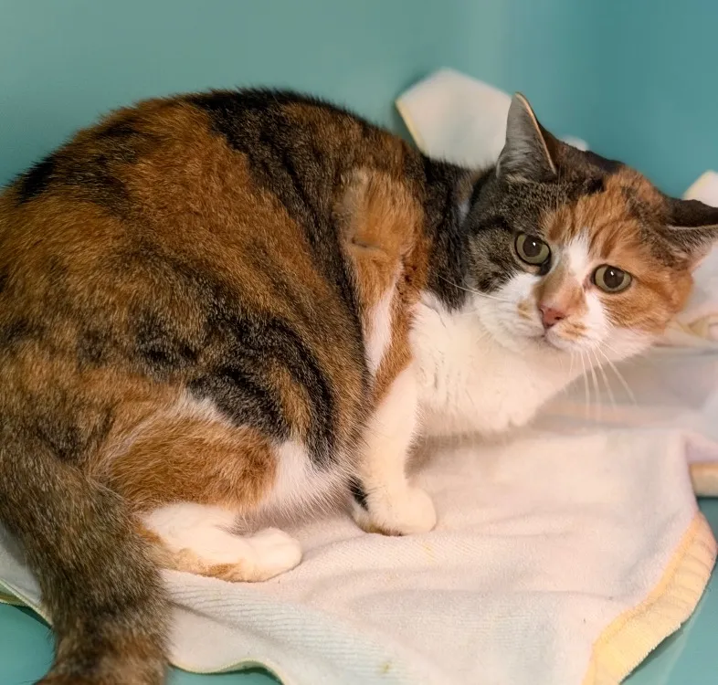 À l'adoption : Moxie Cab4902