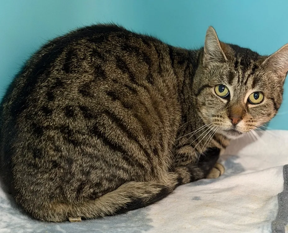 À l'adoption : Tizzy Cab4899