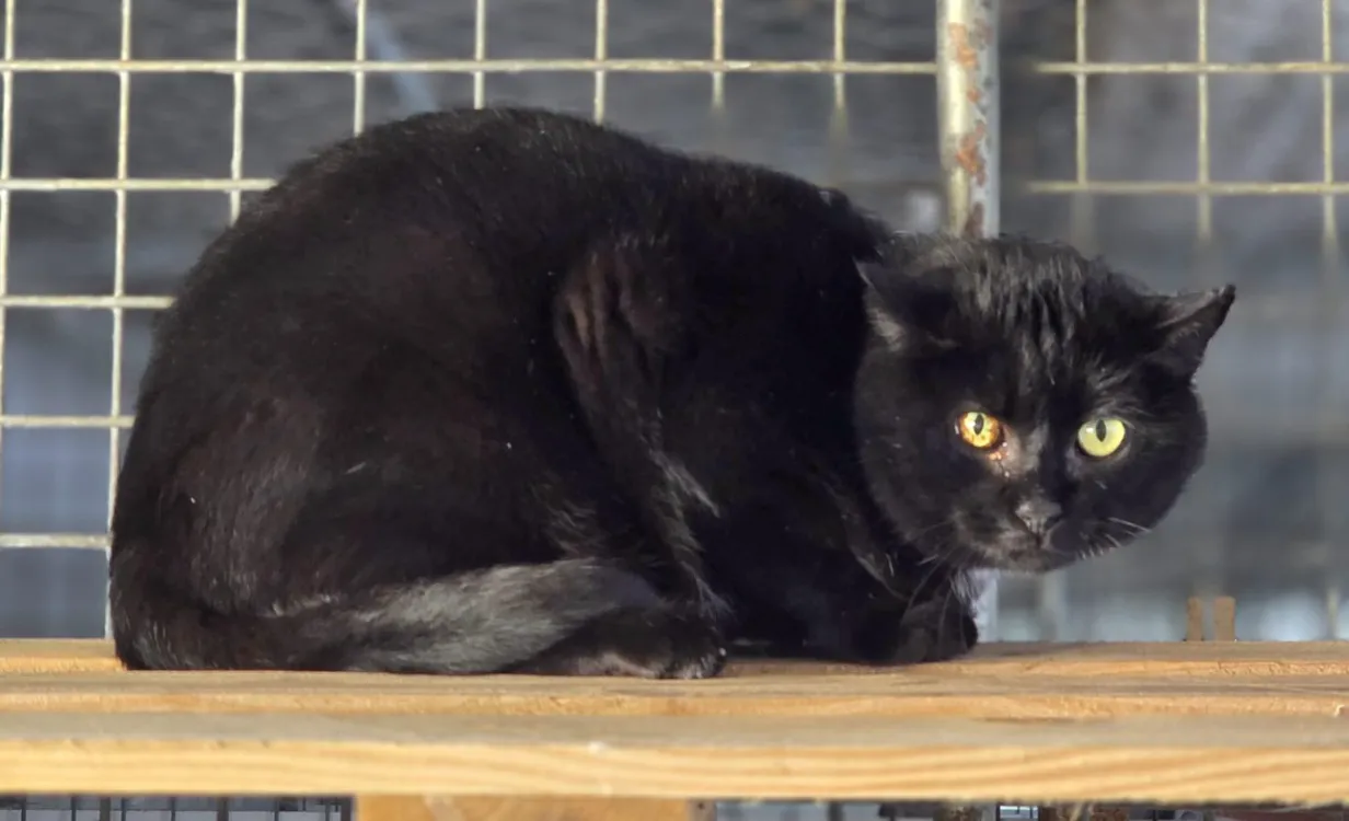 À l'adoption : Goupil [Fiv+]