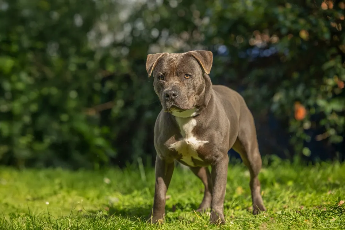 À l'adoption : Orion