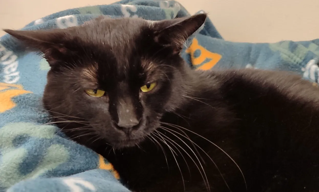 À l'adoption : Lutin Pab28353