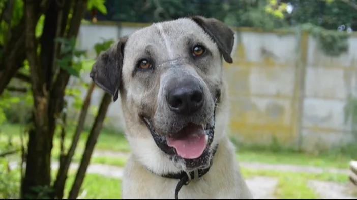 À l'adoption : Orky