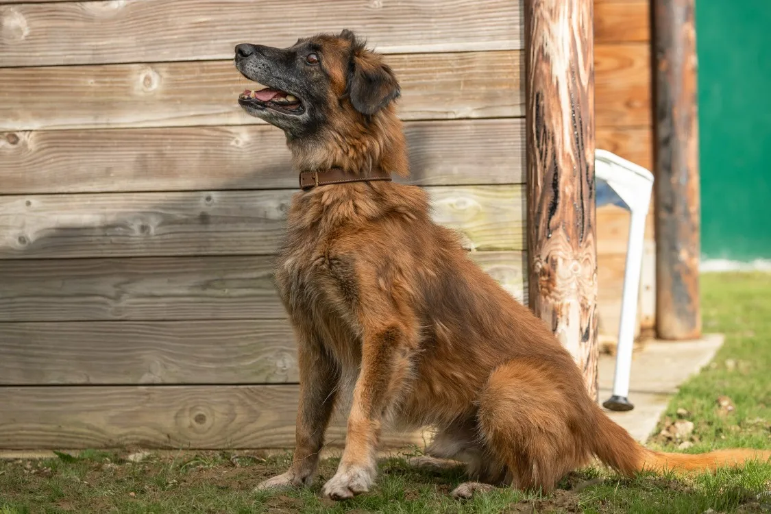 À l'adoption : Skai