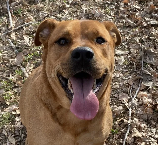 À l'adoption : Junior