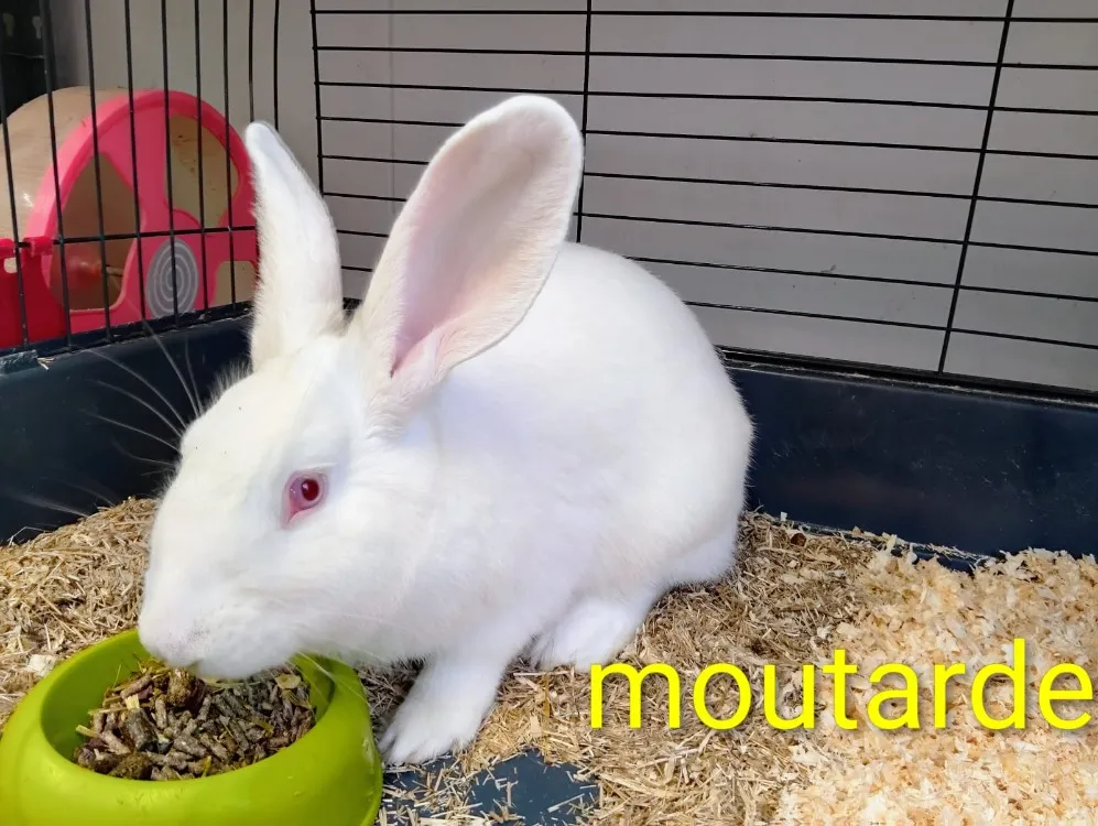 À l'adoption : Moutarde