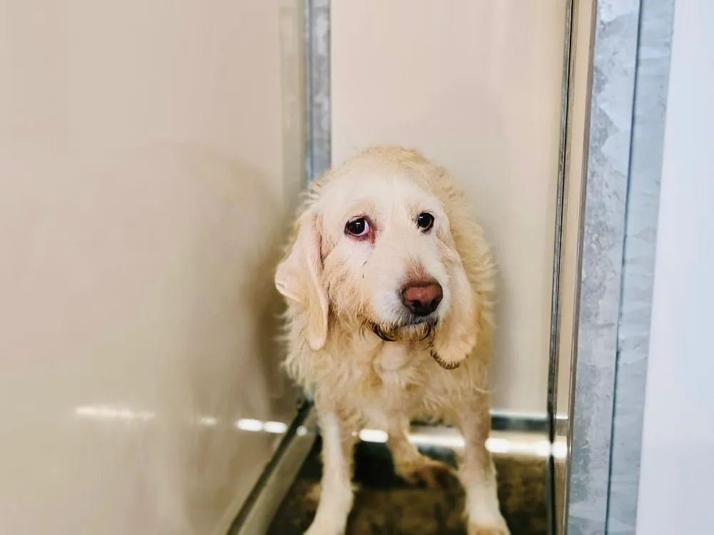 À l'adoption : Olly