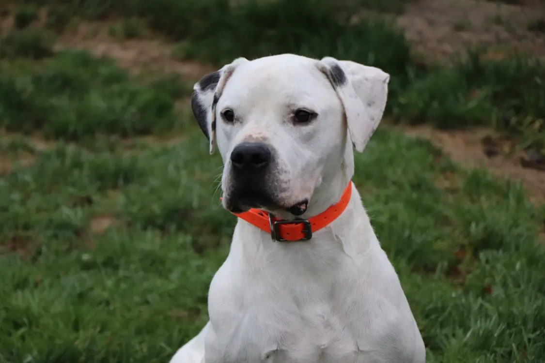 À l'adoption : Titan