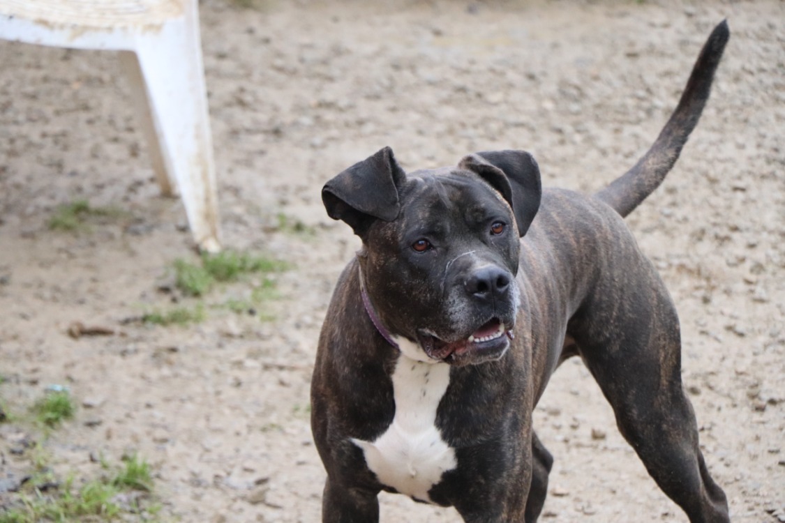 IRKO