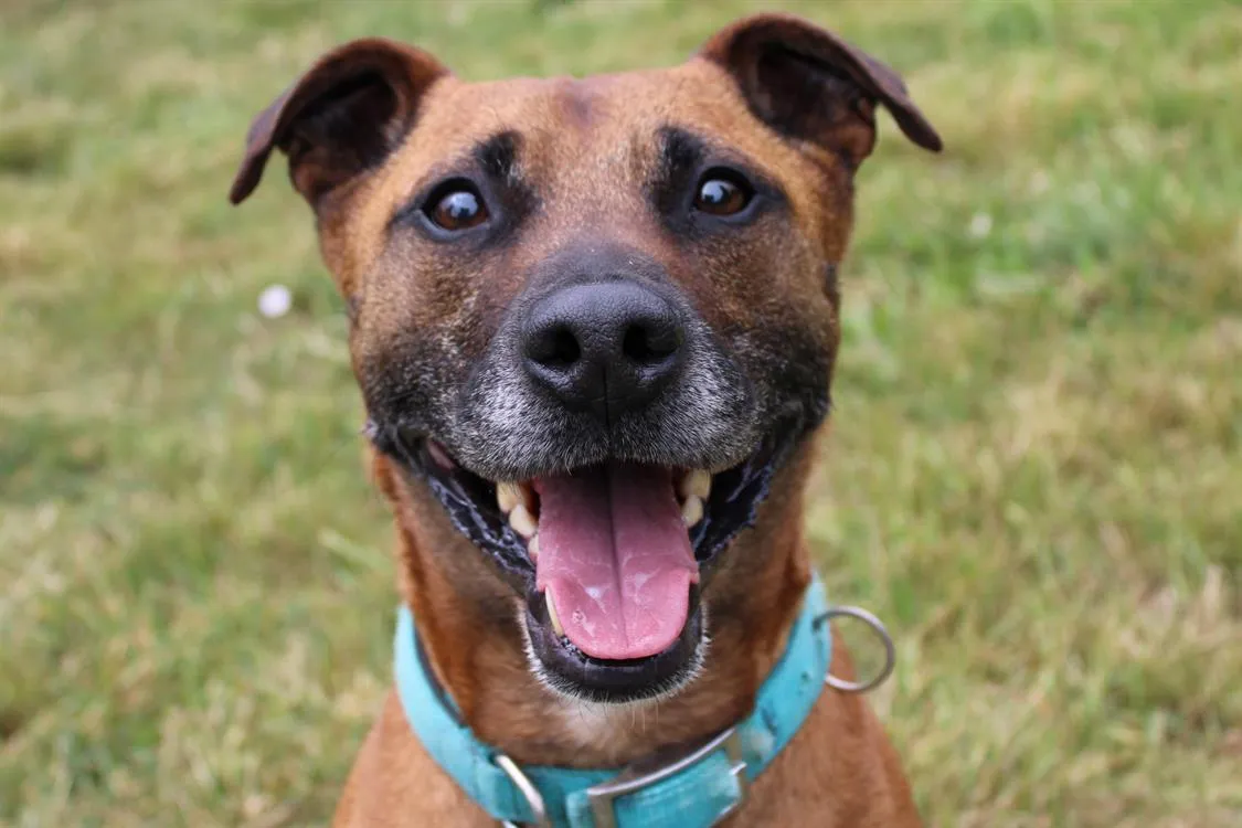 À l'adoption : Wrap