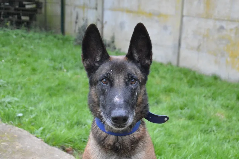 À l'adoption : Oswald Chao