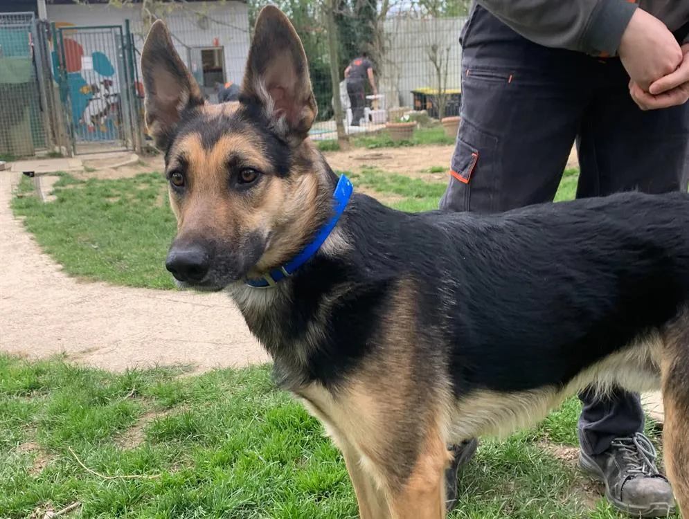 À l'adoption : Skyjo