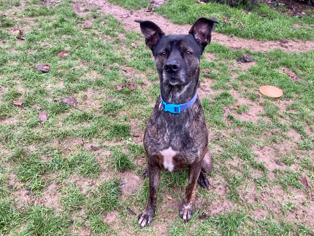 À l'adoption : Ryuk Promis